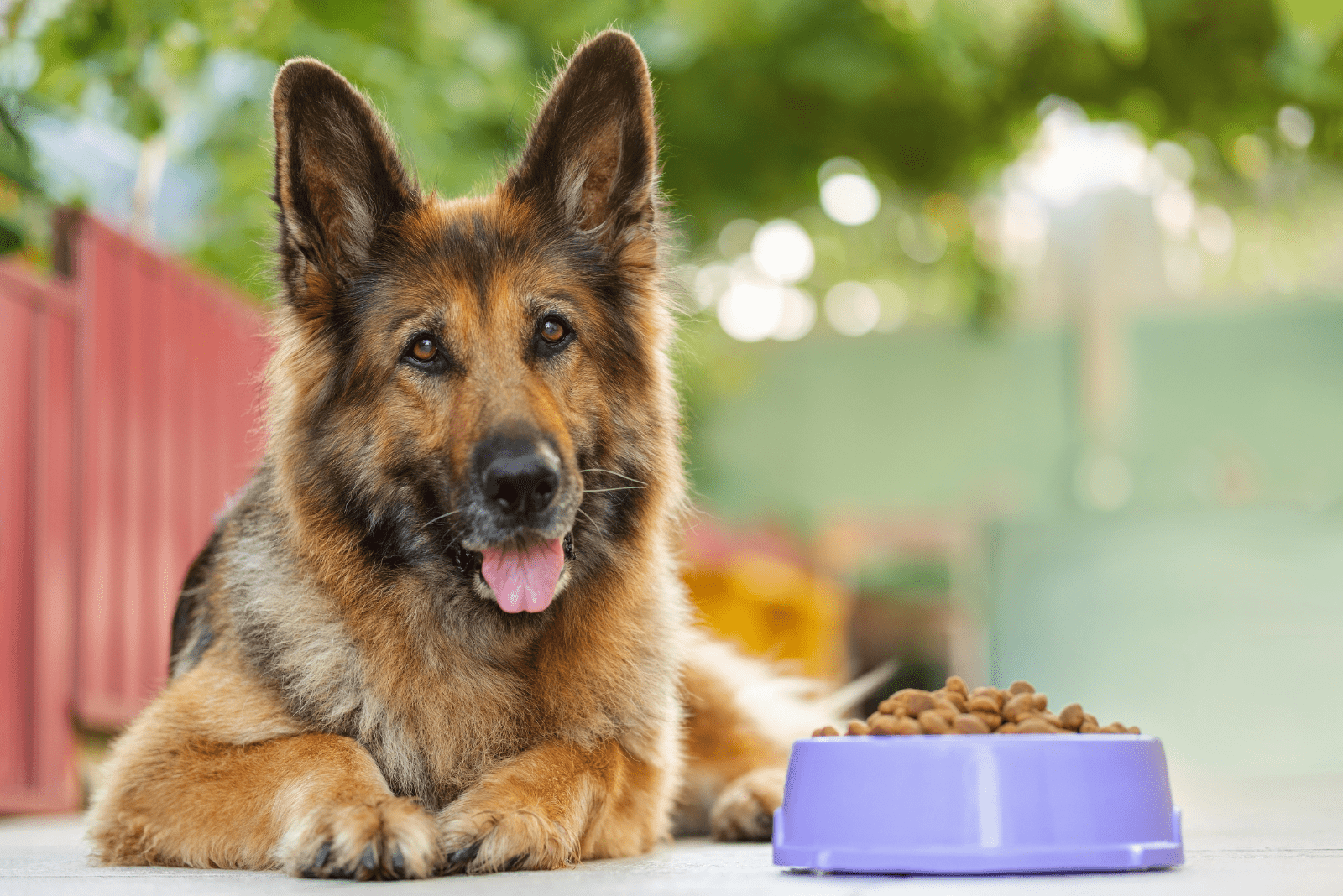 German Shepherds lie next to the food bowl