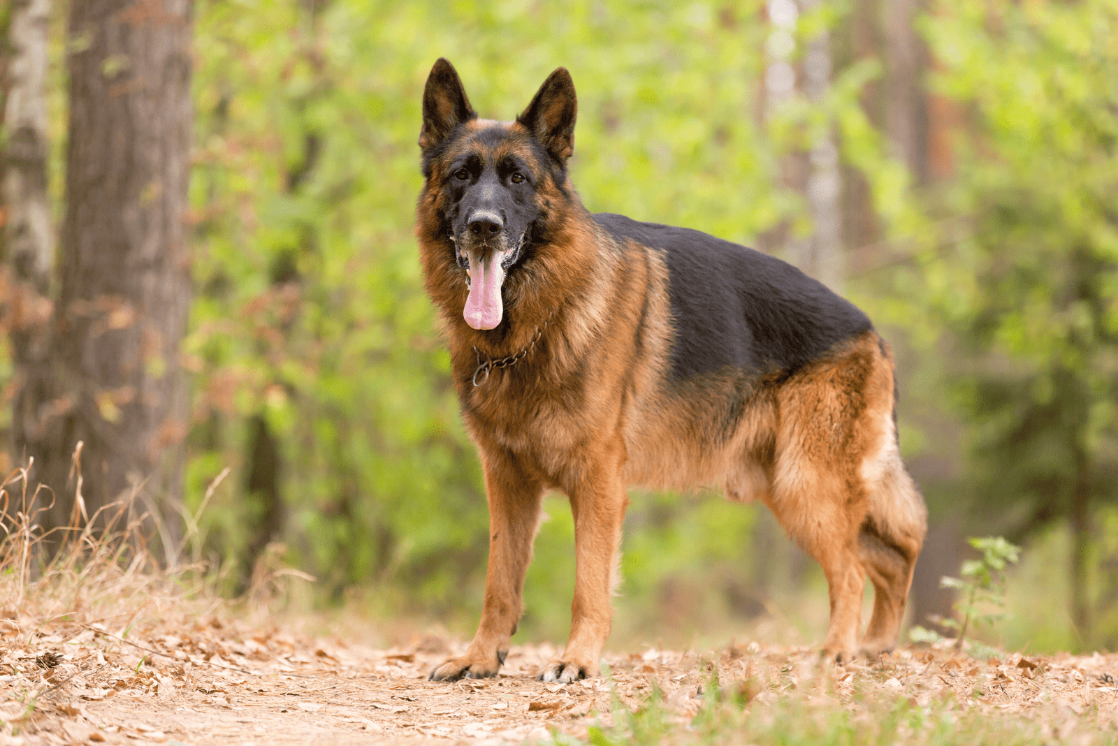 German Shepherds standing in the forest