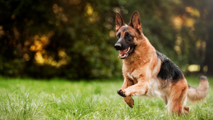 Giant German Shepherd Crash Course