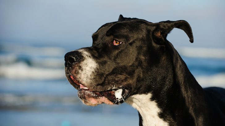 Great Dane Ear Cropping: Why (Not) Do It?