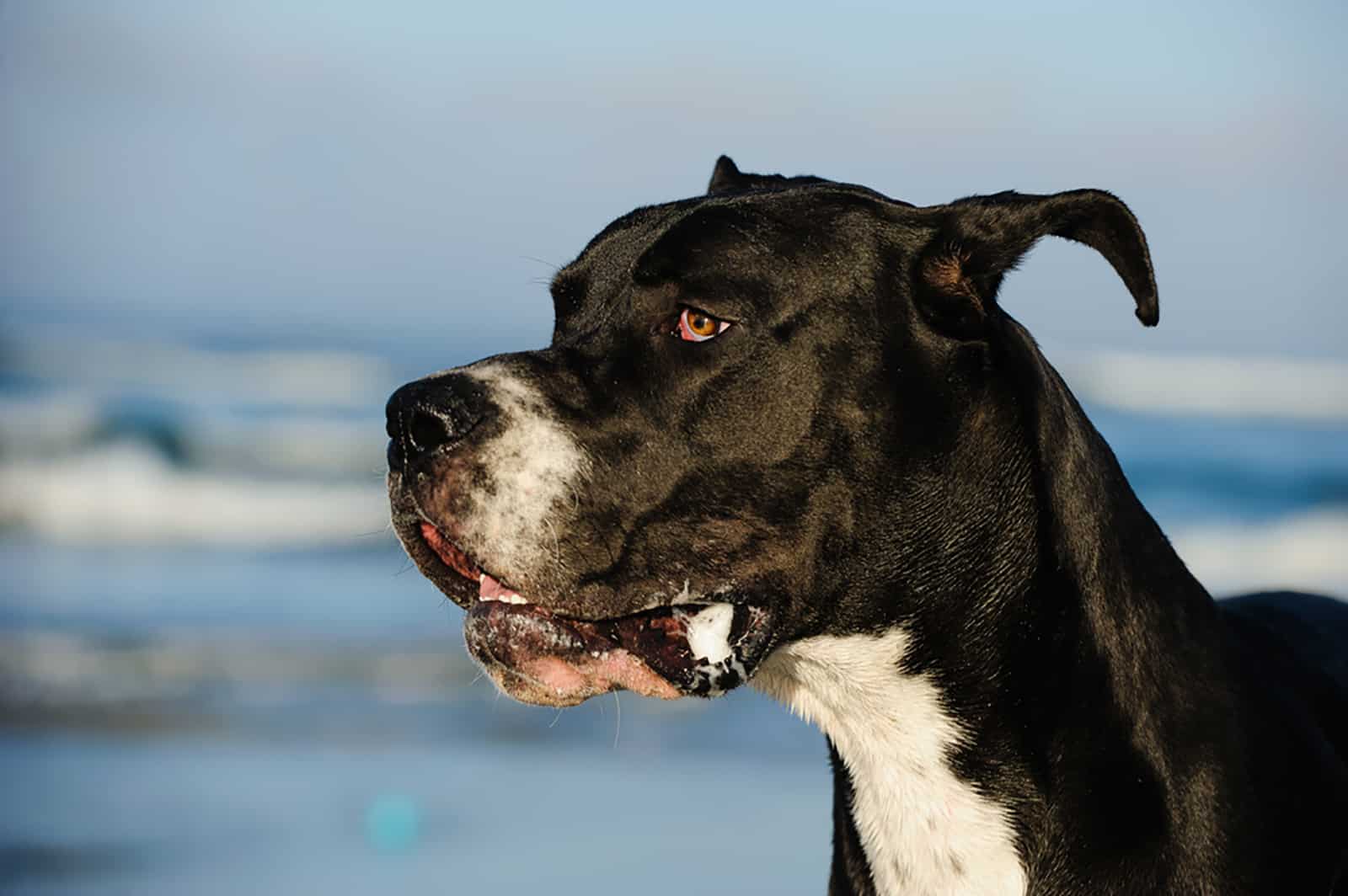 great dane dog with cropped ears