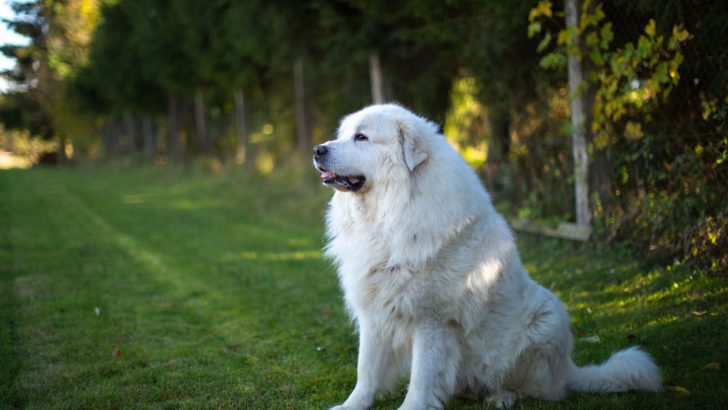 Great Pyrenees Feeding Chart: A Guide Toward A Healthy Diet