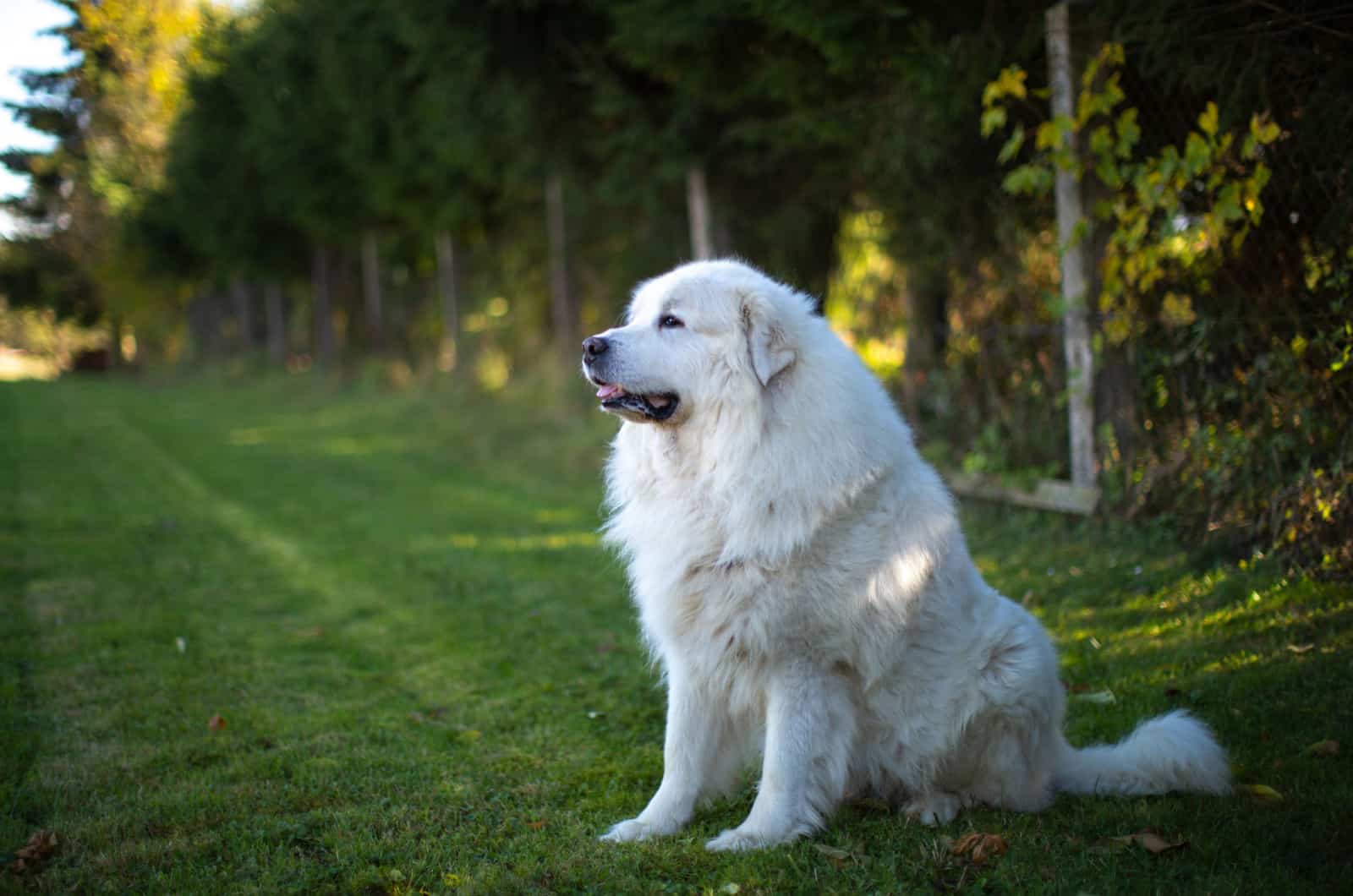 great pyrenees sitting in nature