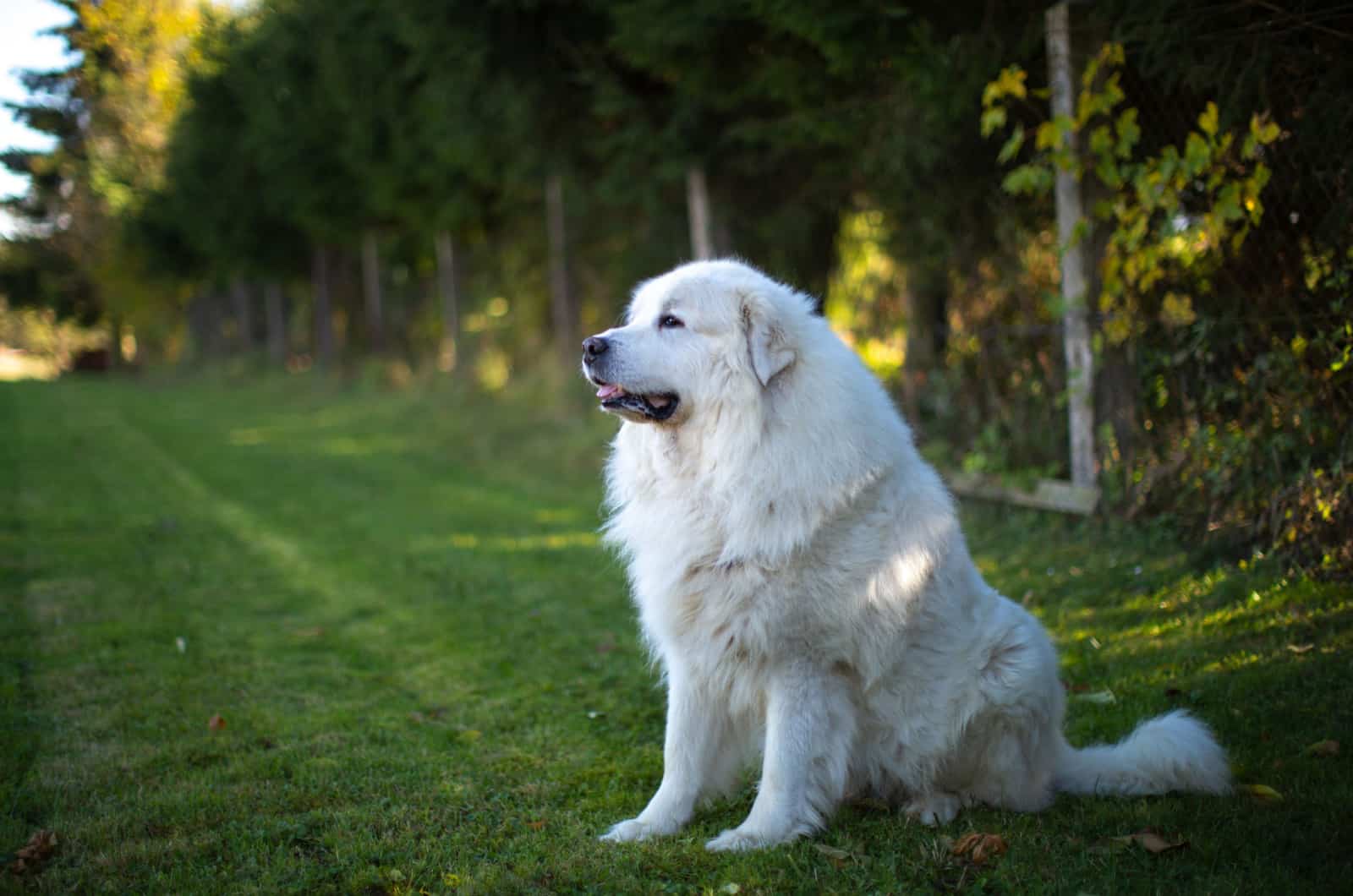 Great Pyrenees Feeding Chart: A Guide Toward A Healthy Diet