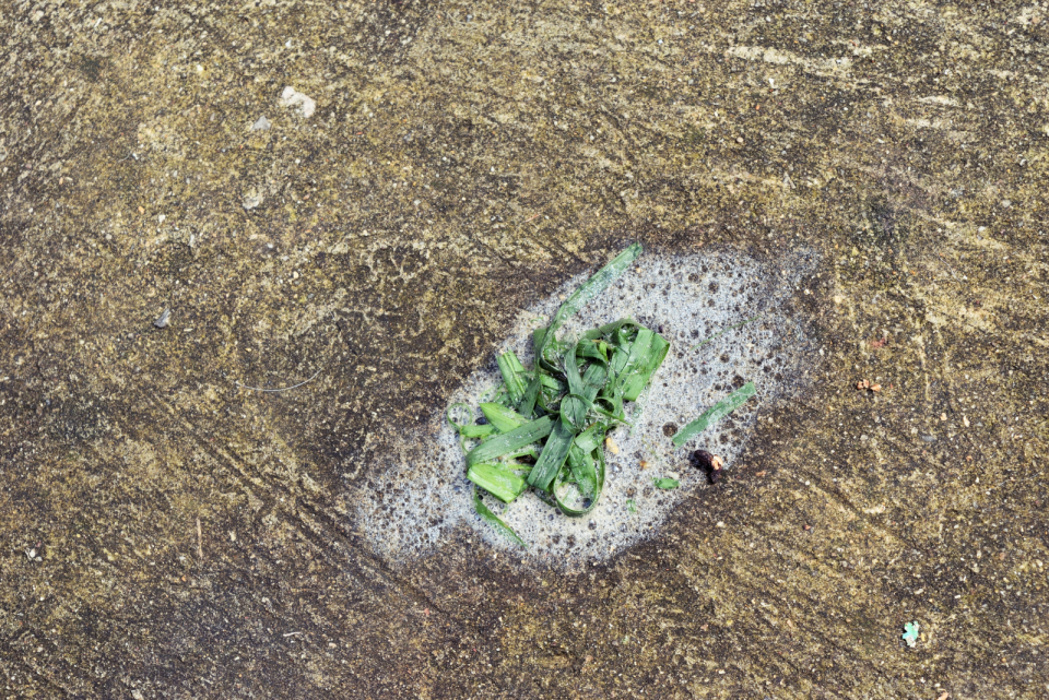 Dog Vomit Color Chart 7 Shades Of Barf