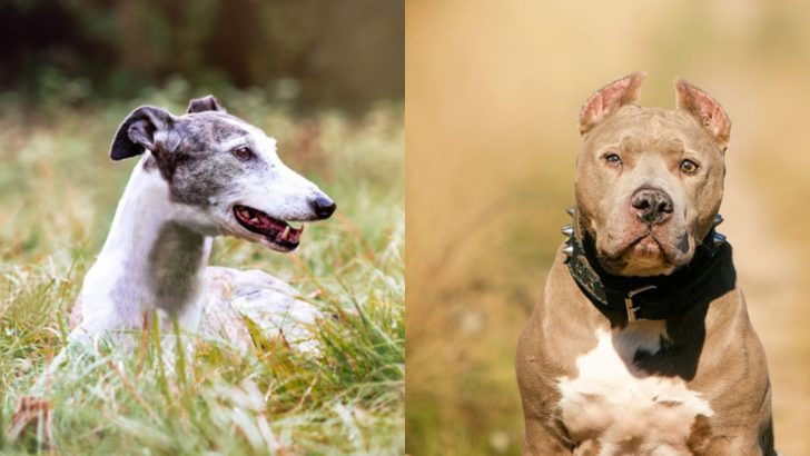 Greyhound Pitbull Mix: Gentle Pup Or An Aggressive Giant?