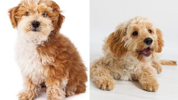 Havapoo vs Cavapoo – Cheerful Cuban or Cavalier Brit?
