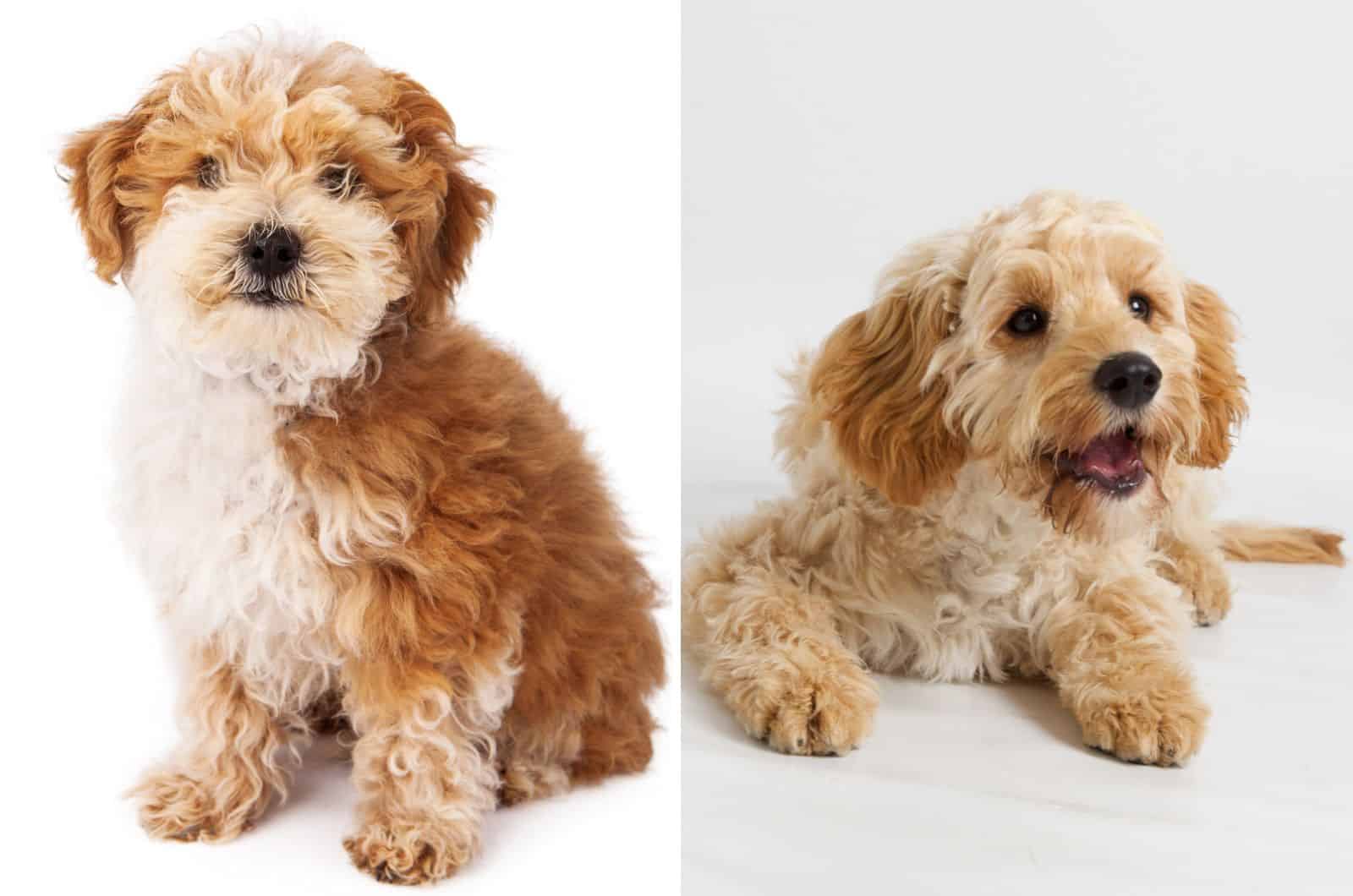 Havapoo vs Cavapoo – Cheerful Cuban or Cavalier Brit?