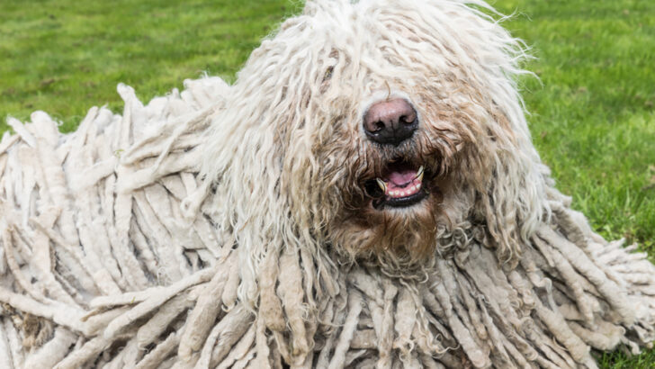 Here Are 11 Charming Dogs That Look Like A Mop!