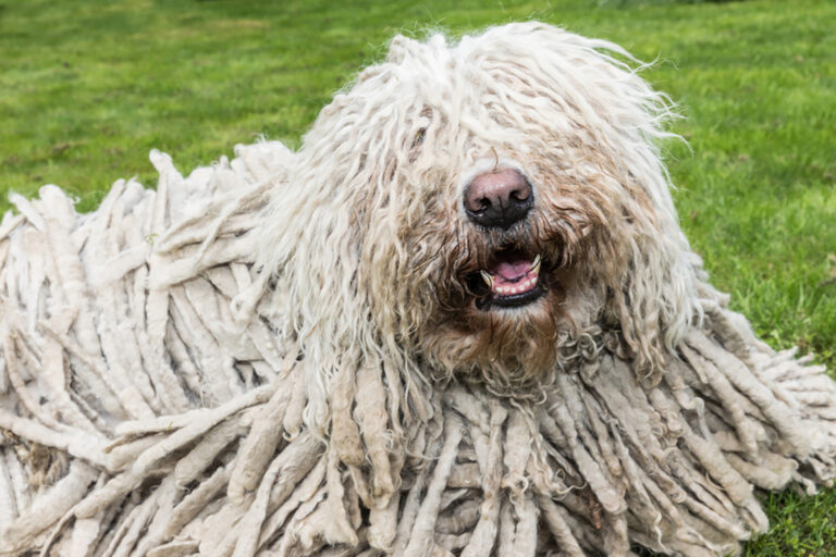white furry dog in the garden