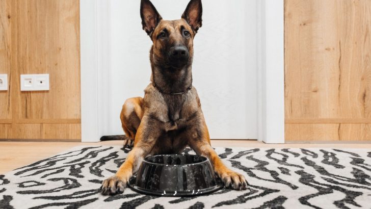 Homemade Dog Food For Belgian Malinois Benefits (+Recipe)