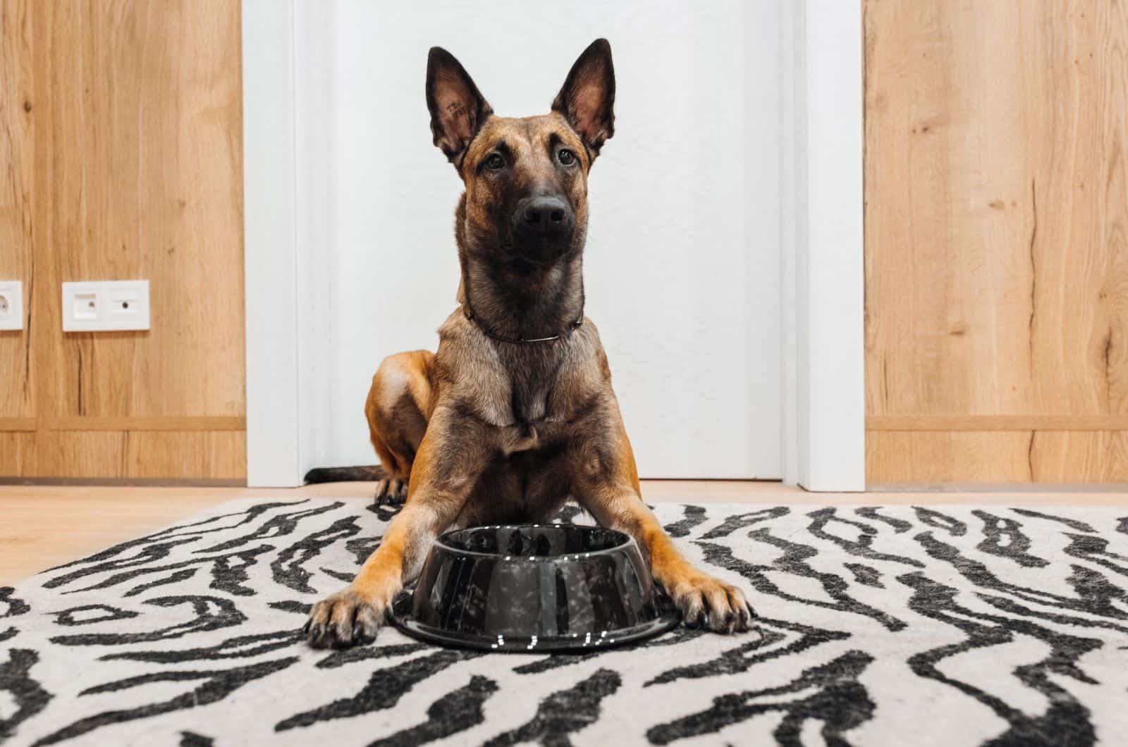 Belgian Malinois sitting on floor by his bowl