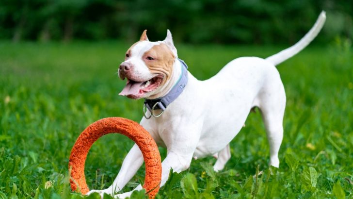 Homemade Dog Food For Pitbulls: Try Out 6 Easy Recipes