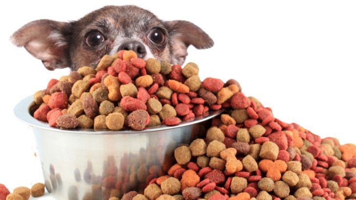 How To Create The Perfect Chihuahua Feeding Chart