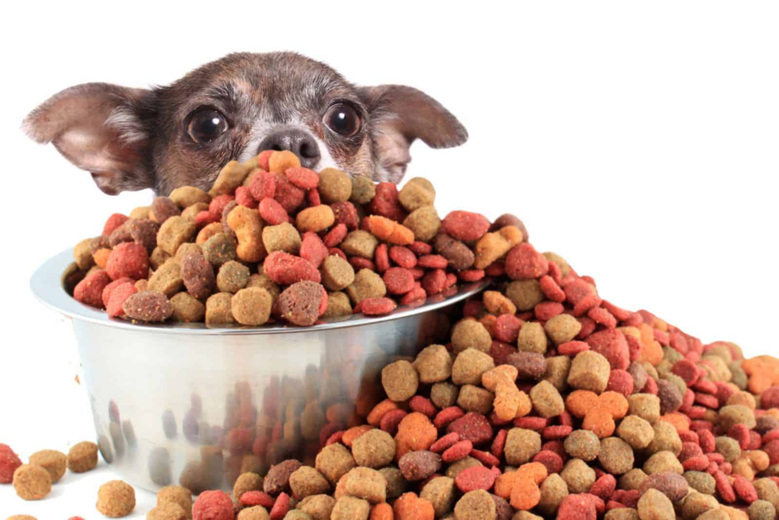 Little chihuahua peaking over large bowl of dog food too big for him