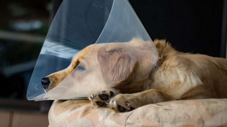 Infected Dog Spay Incision Healing Process: All Information