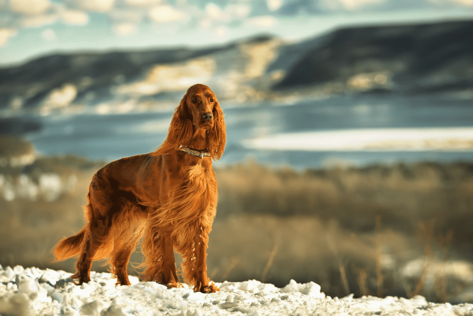 Irish Setter standing on a rock