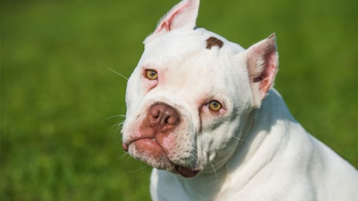Is American Bulldog Ear Cropping Necessary And Ethical?