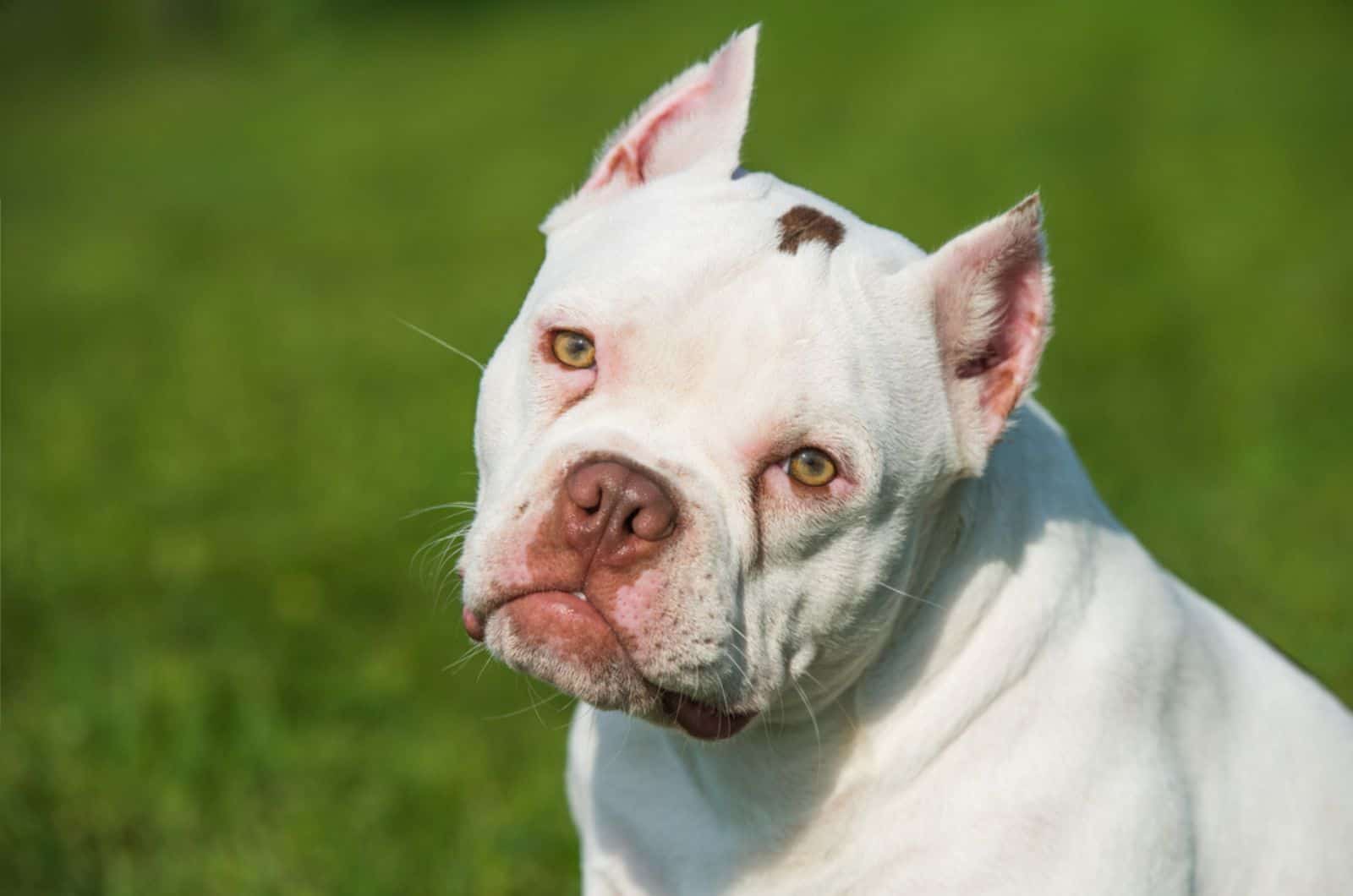 White American Bully puppy dog sitting on green grass