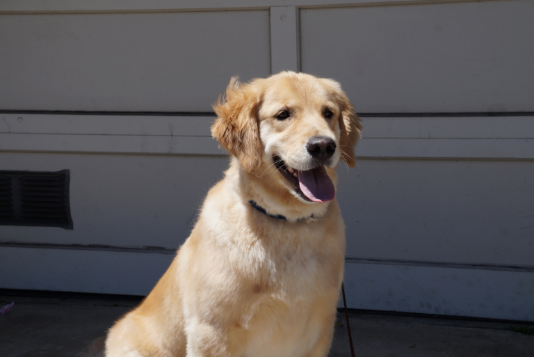 a beautiful Golden Retriever