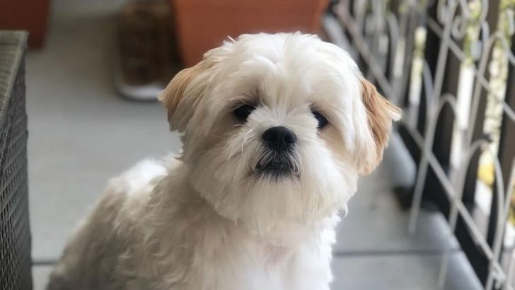 Is The Malshipoo The Right Dog Breed For You?