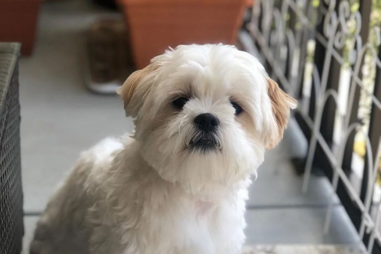 malshipoo dog