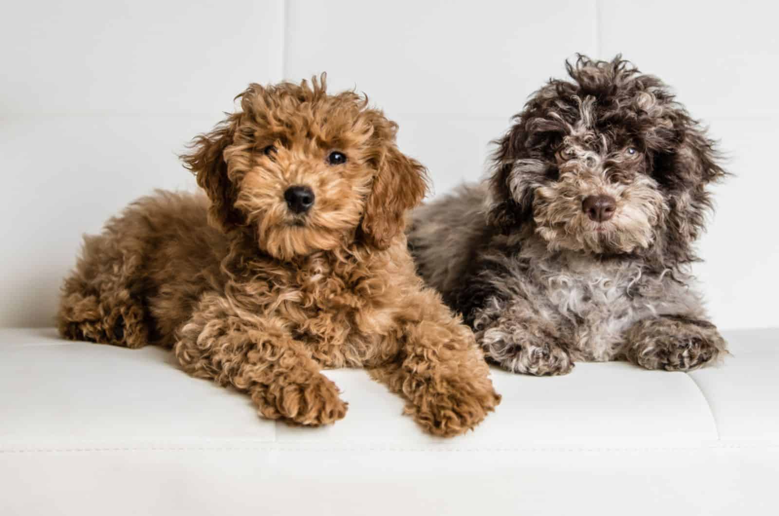 two Puppies posing on a white couch
