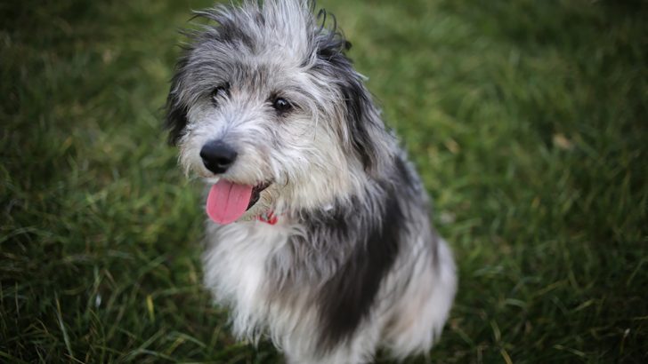 Is The Toy Aussiedoodle A Real Dog Breed?