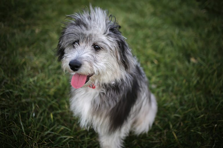 toy aussiedoodle puppy