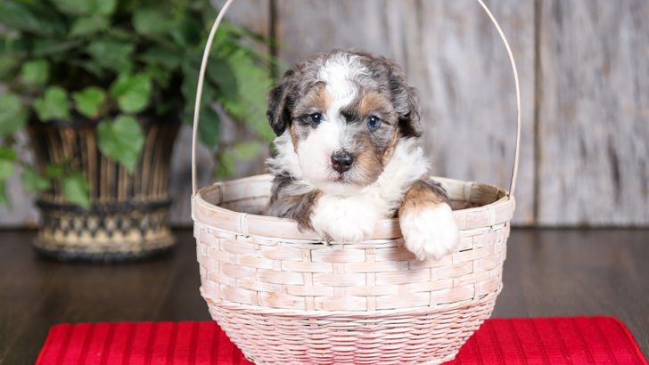 Is Toy Bernedoodle A Dog For You?