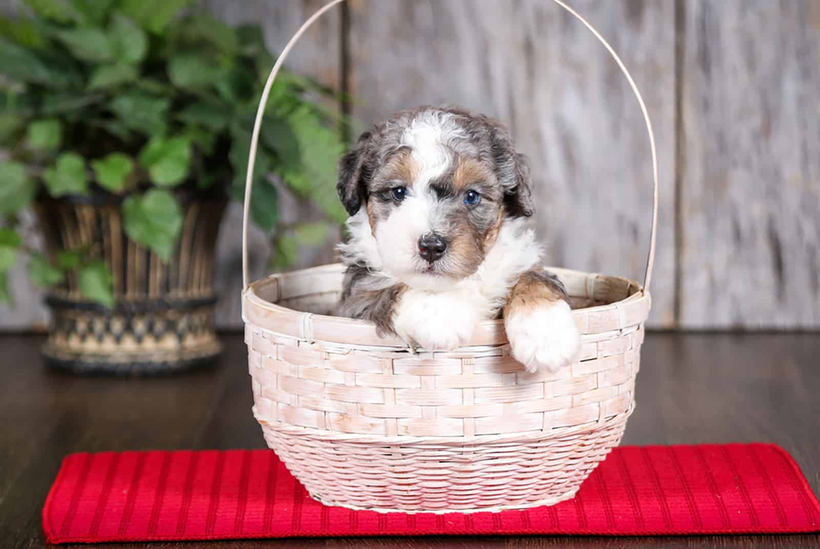 toy bernedoodle in white basket