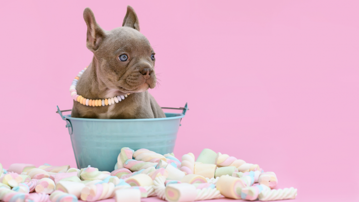 Isabella French Bulldog: Earth’s Rarest Jewel?
