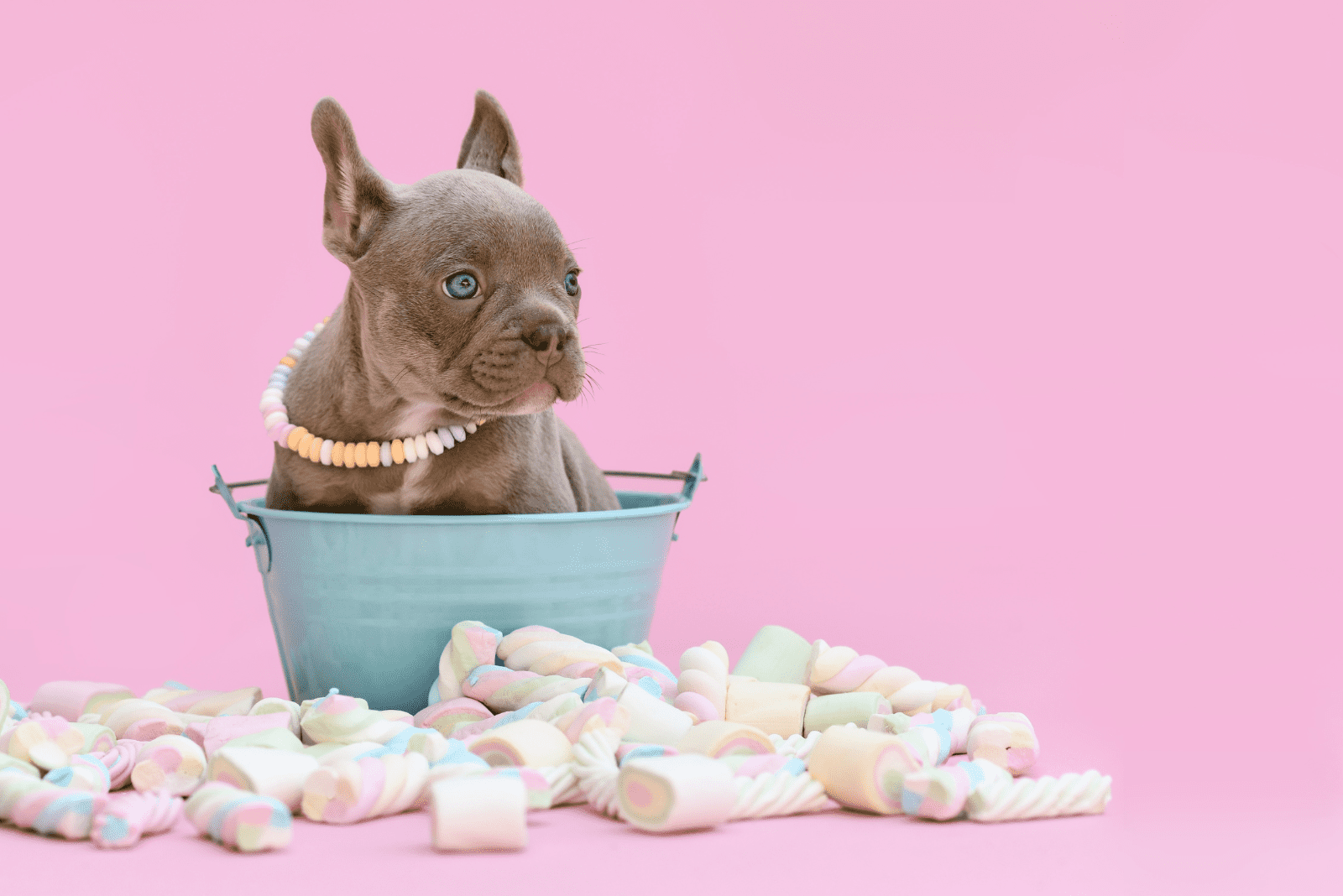 Isabella the French bulldog sits in a bucket