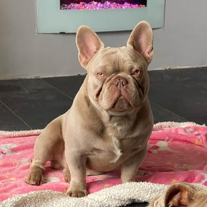 Isabella French Bulldog sits on a blanket
