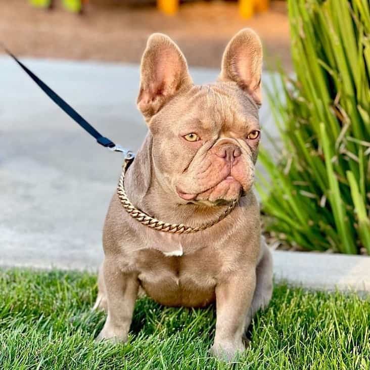 Isabella French Bulldog sitting on green grass