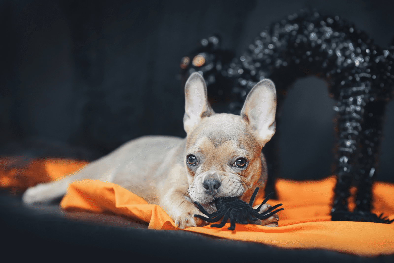 Isabella the French bulldog is lying down and playing with a toy