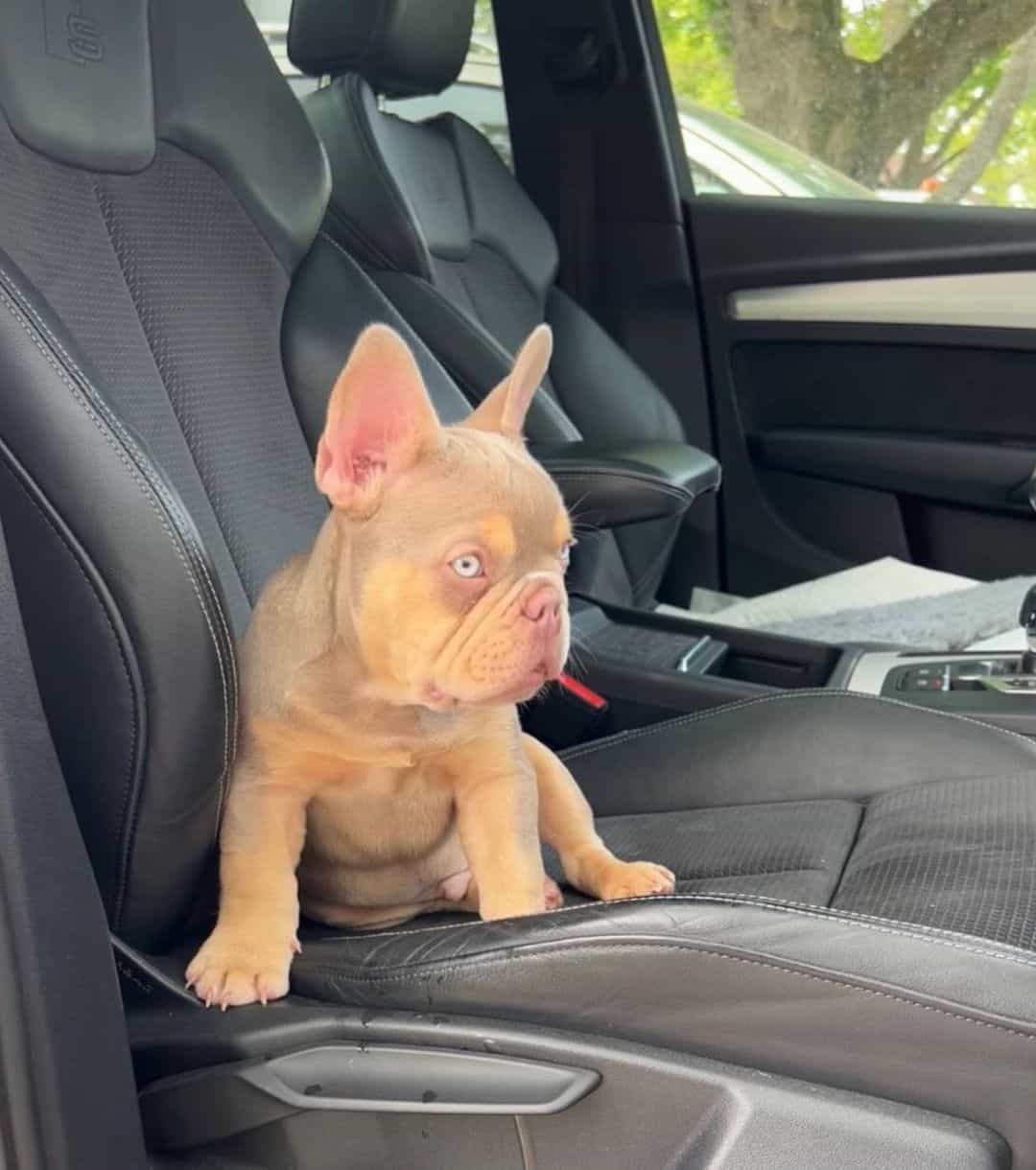 Isabella the French bulldog is sitting on the car seat