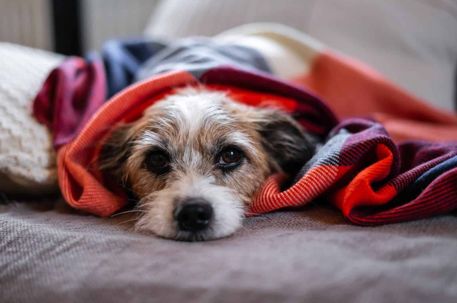 Jack Russel dog lies wrapped in a brightly colored blanket