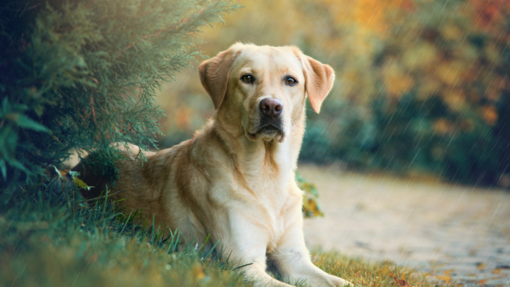 Labrador Ear Cropping Gets You Coal In Your Christmas Stocking