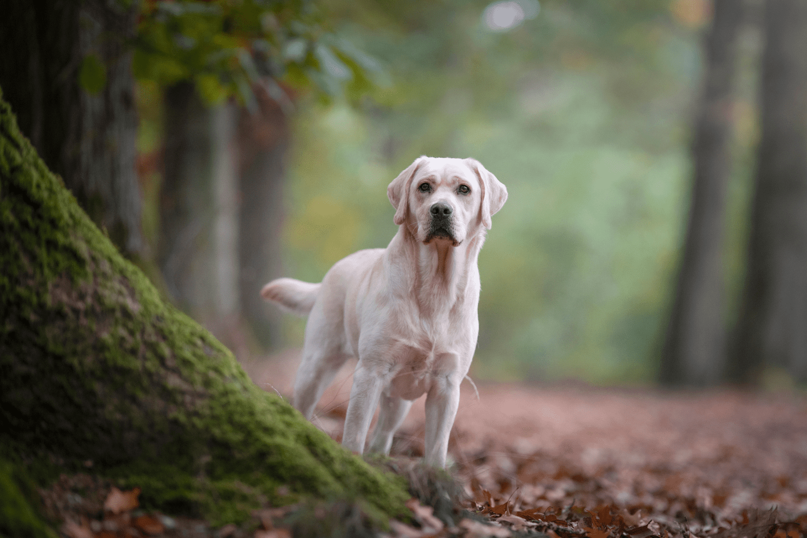 Labrador stands in the forest