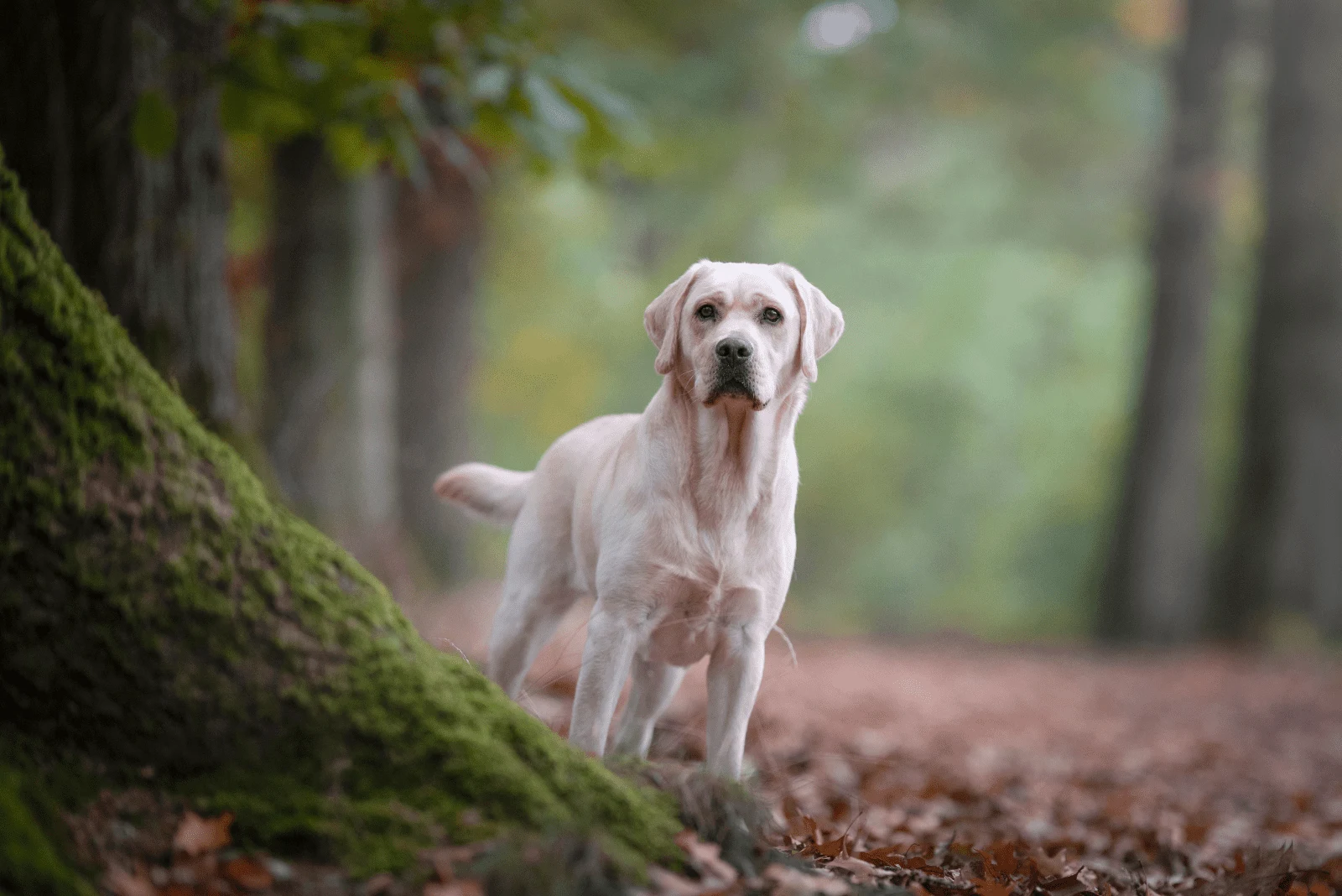 Labrador stands in the forest