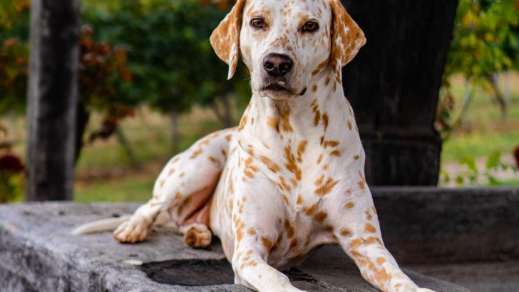Lemon Dalmatian – A Special Breed Or A “Golden Edition”?