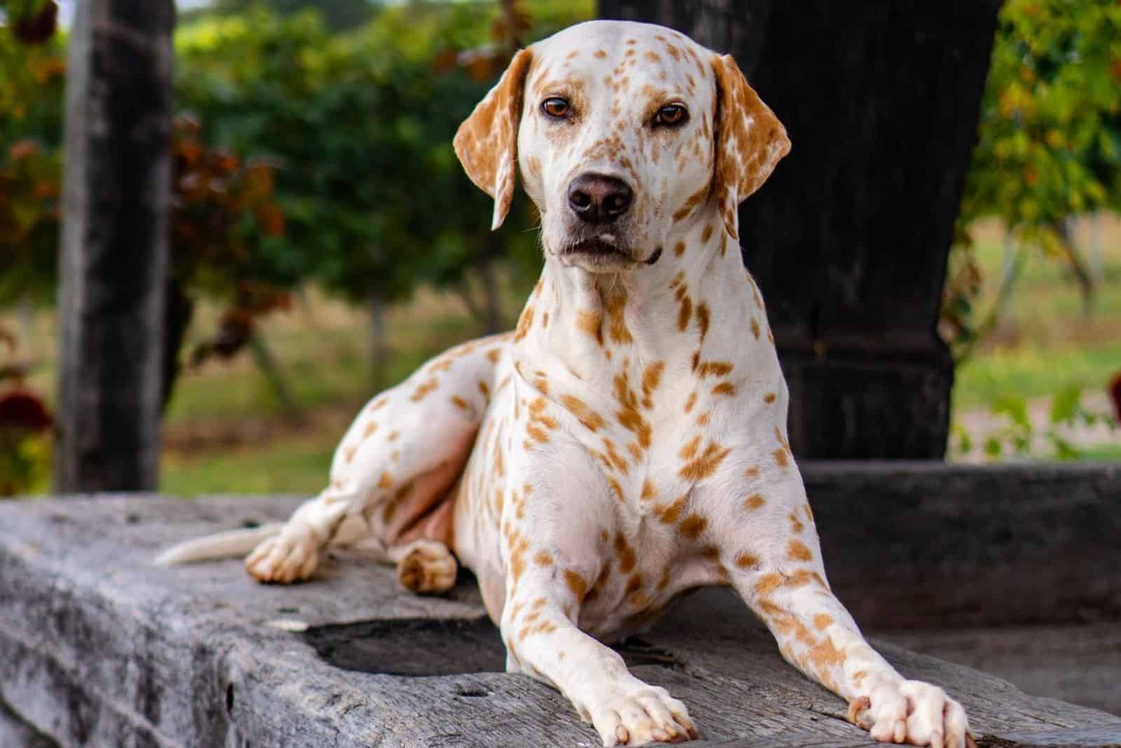 Lemon Dalmatian – A Special Breed Or A “Golden Edition”?