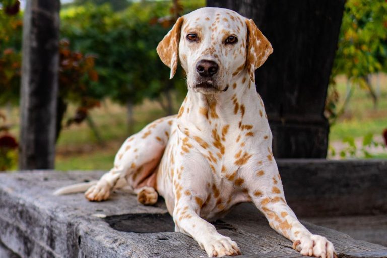 lemon dalmatian dog outdoor