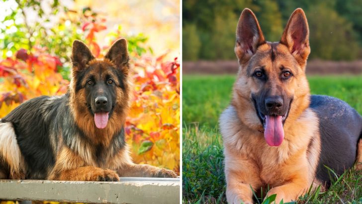 Long Haired German Shepherd Vs Short Haired: Which Is Better?