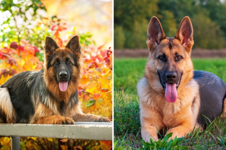 Long Haired German Shepherd and Short Haired sitting on grass