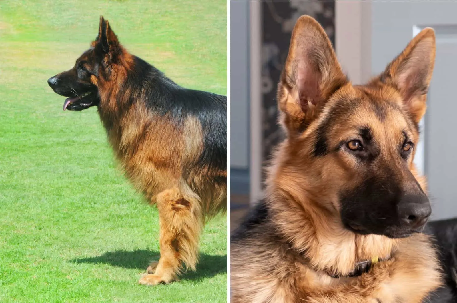 Long Haired German Shepherd and Short Haired photos