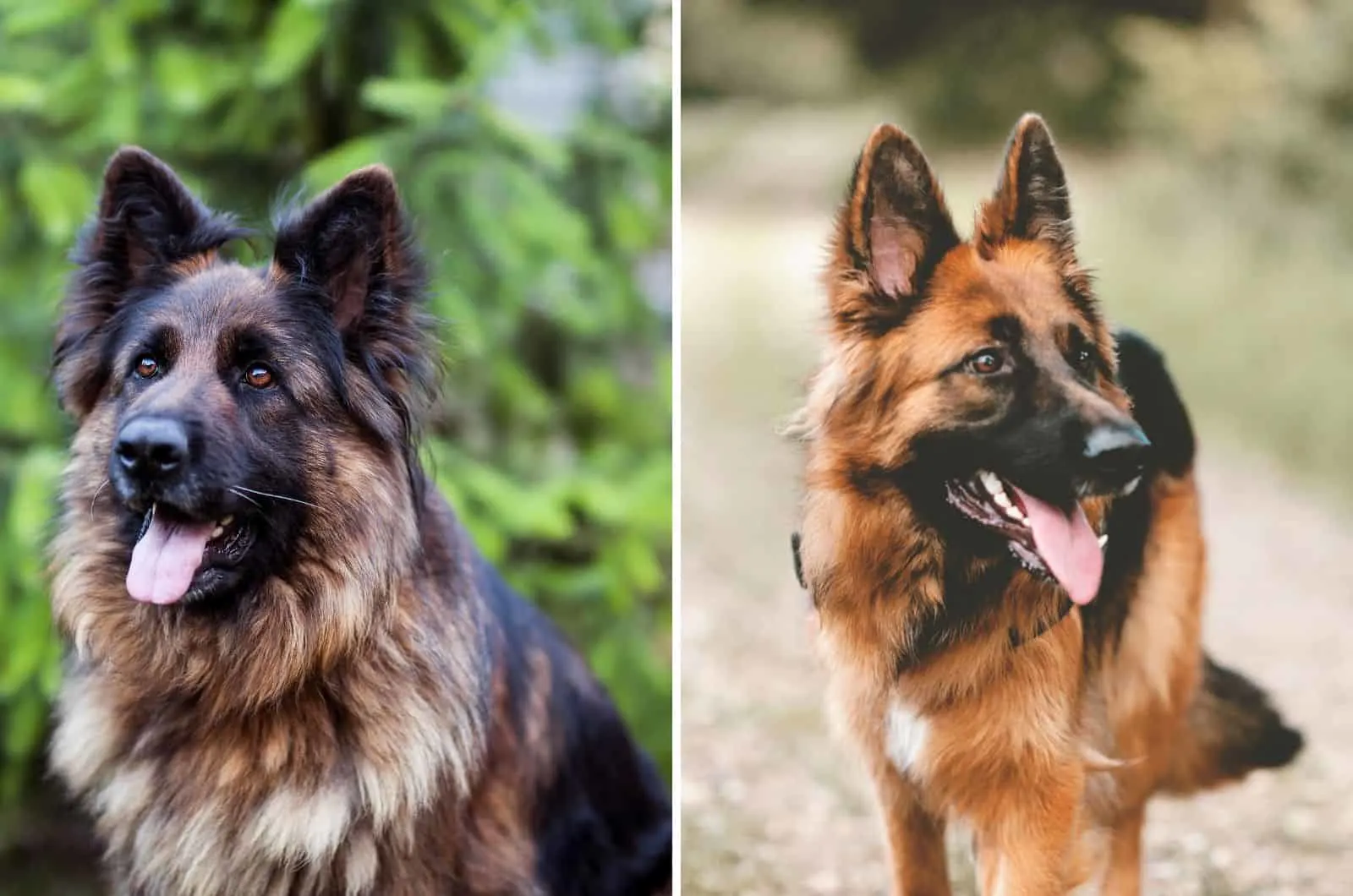Long Haired German Shepherd and Short Haired side by side
