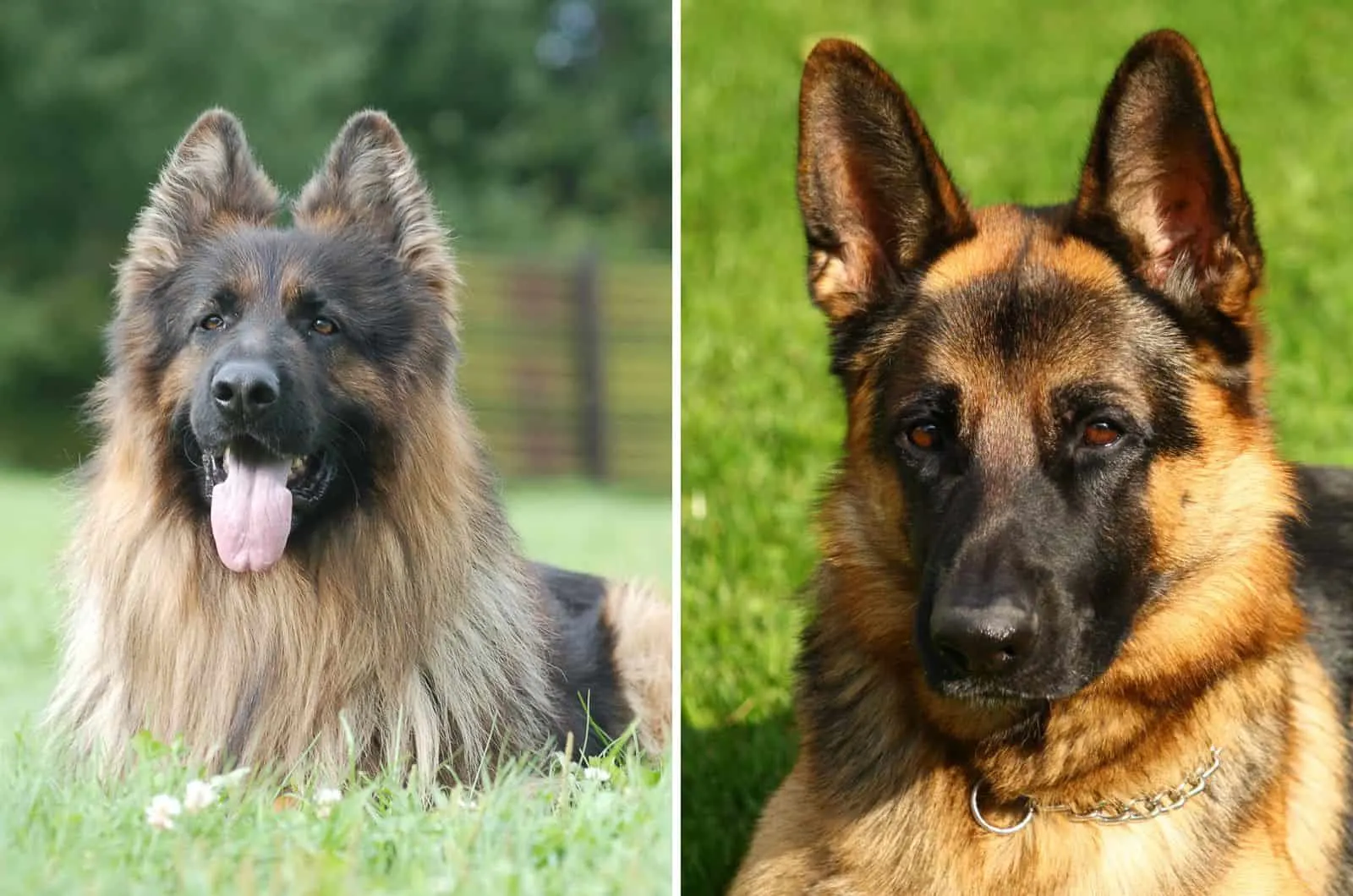 Long Haired German Shepherd and Short Haired sitting on grass