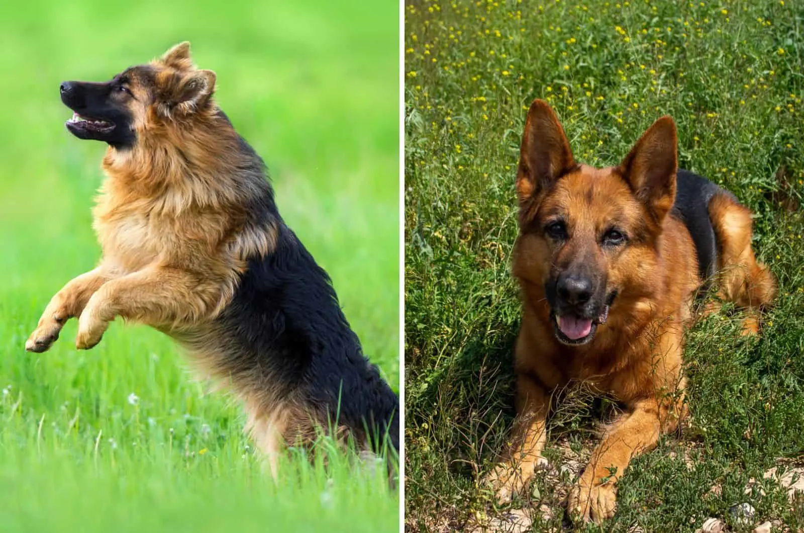 Long Haired German Shepherd and Short Haired